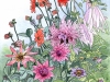 Dahlias-The-Plant-Review-June-2021