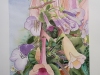 Paula-Leiva-Granger-Siningia-Royal-horticultural-Society-London.-70-x-50-cm.Acuarela-y-tinta-china.