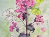 LUNARIA-2023-THe-Plant-Review-Royal-Horticultural-Society-Acuarela-y-tinta-china-562-x-403-cm.