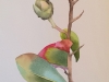 Seeds 2018. Watercolor