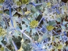 Blue Thistles 2012. Watercolour