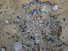 La Aguada 2011. Watercolour