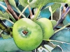 Wild apple 2015. Watercolour