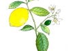 Lemon. Watercolour and Indian ink. 2005