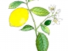 Limon 2005