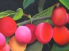 Plums 2008. Oil
