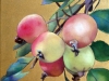 Wild apples 2015. Oil